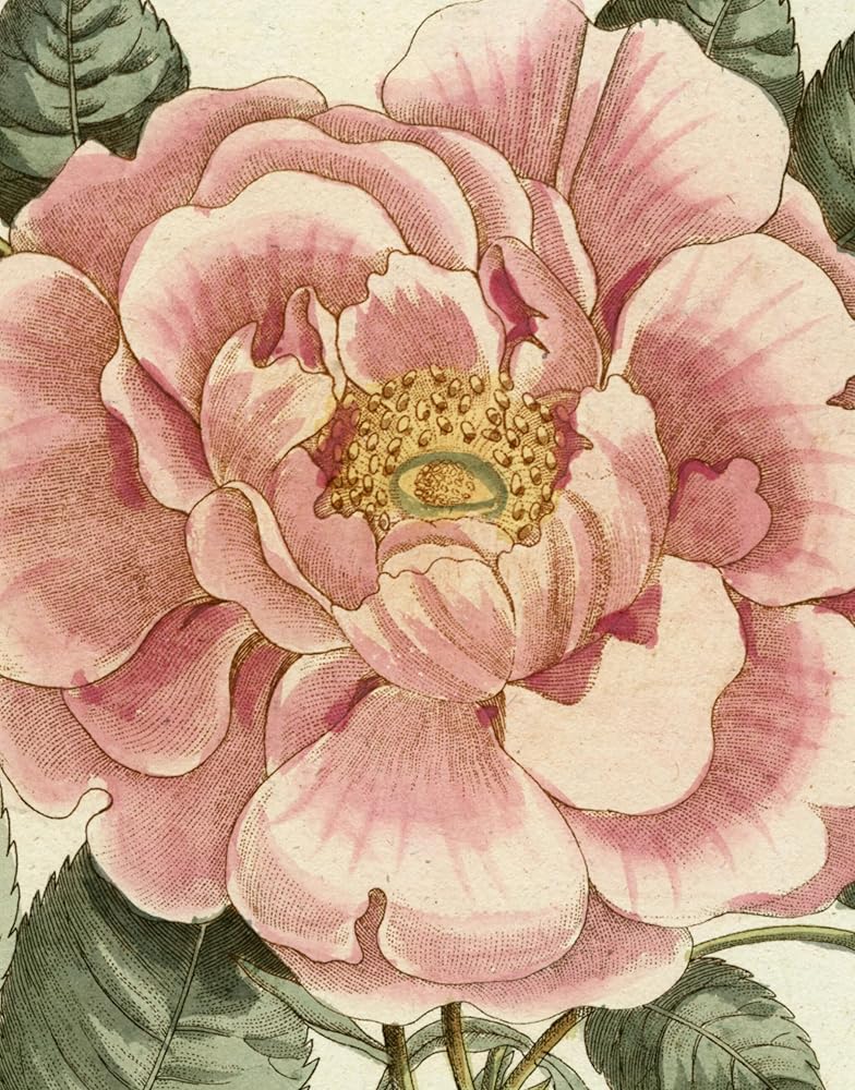 John Derian Picture Book II cover image